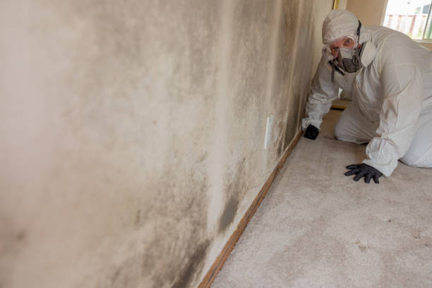 Best Mold-Related Health Consultation  in Ashland, KY